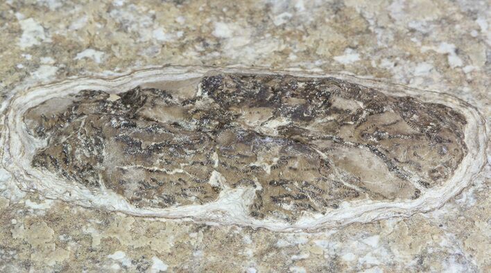 Fossil Fish Coprolite - Green River #47157